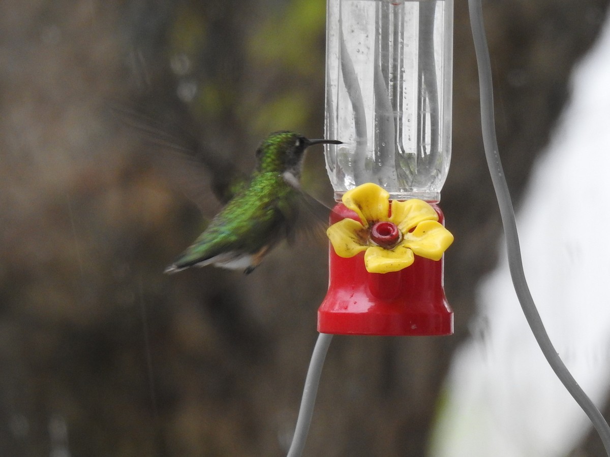 Ruby-throated Hummingbird - ML618532769