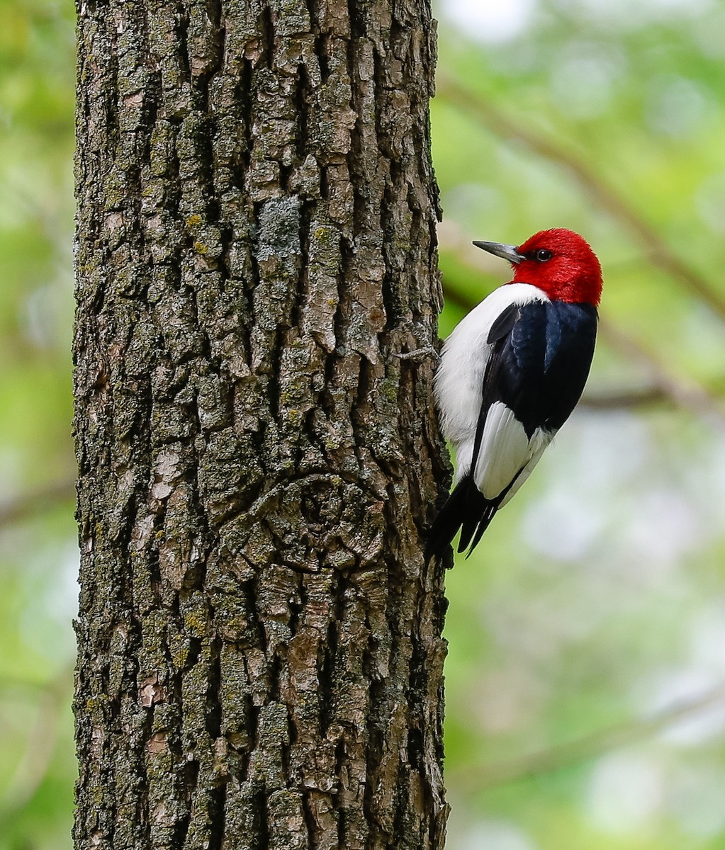 Red-headed Woodpecker - Stephanie Le
