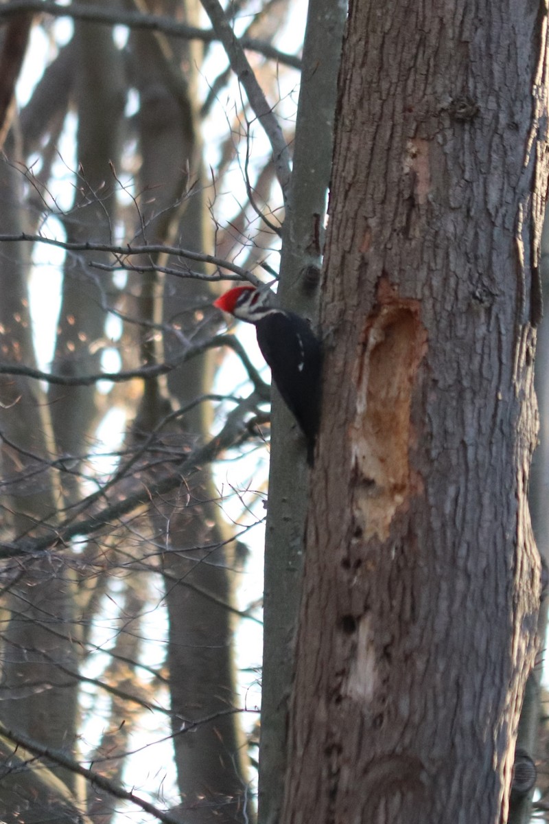 Pileated Woodpecker - ML618532795