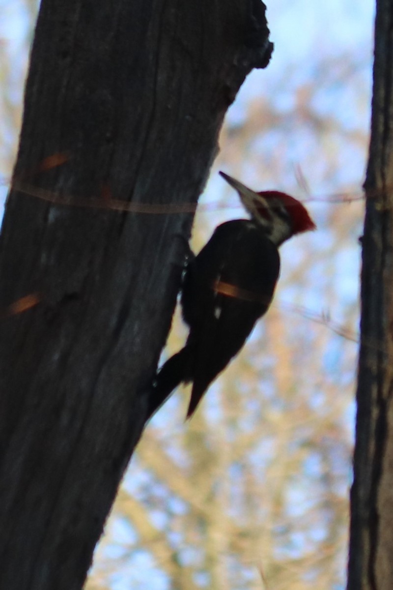 Pileated Woodpecker - ML618532796
