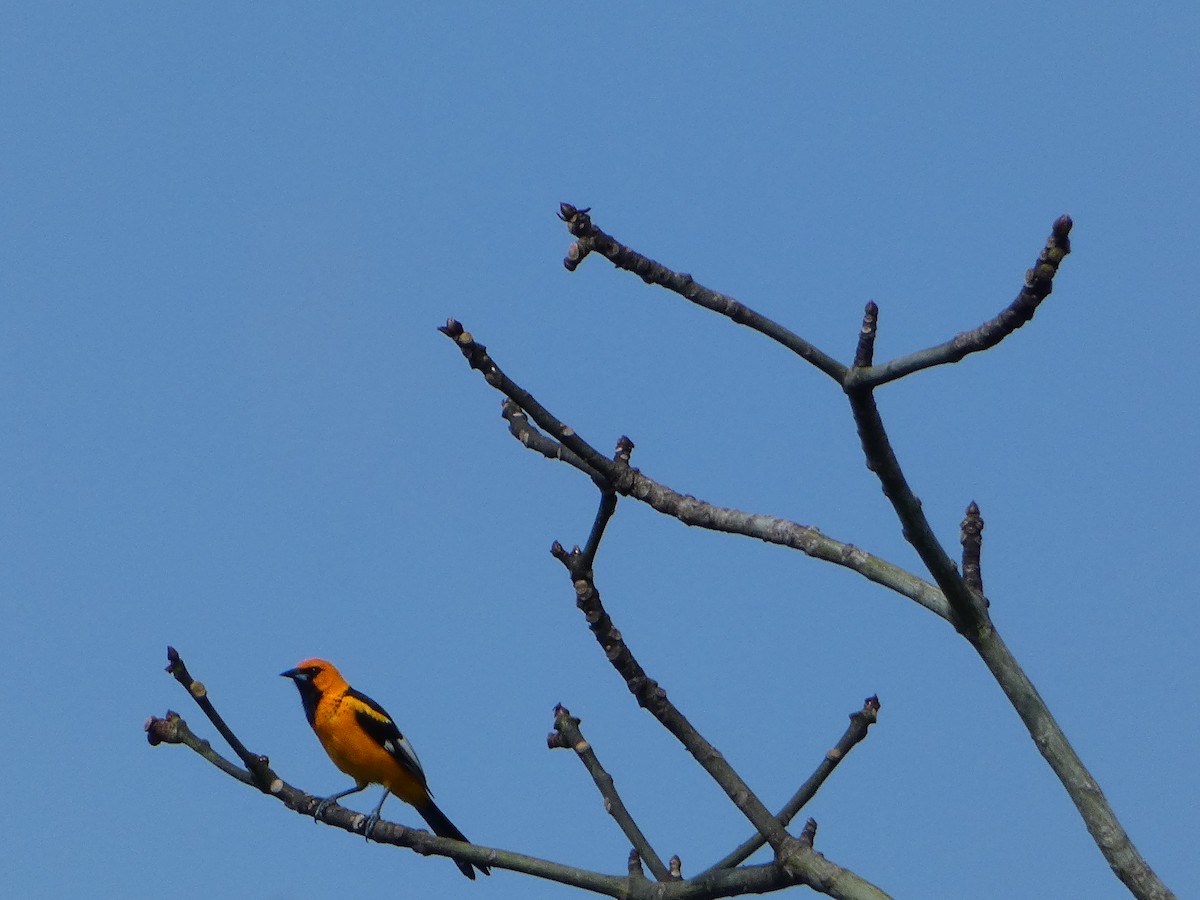 Spot-breasted Oriole - ML618532799
