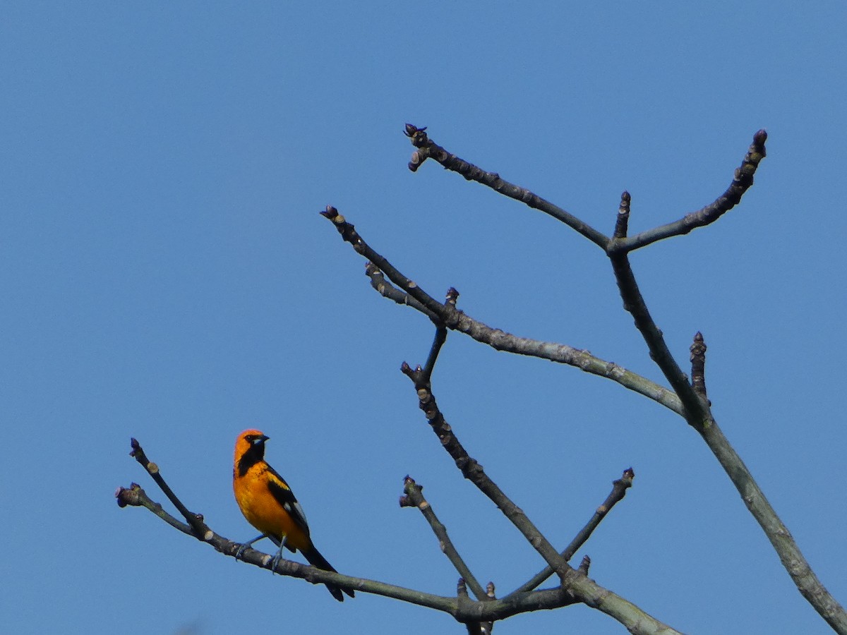 Spot-breasted Oriole - ML618532800