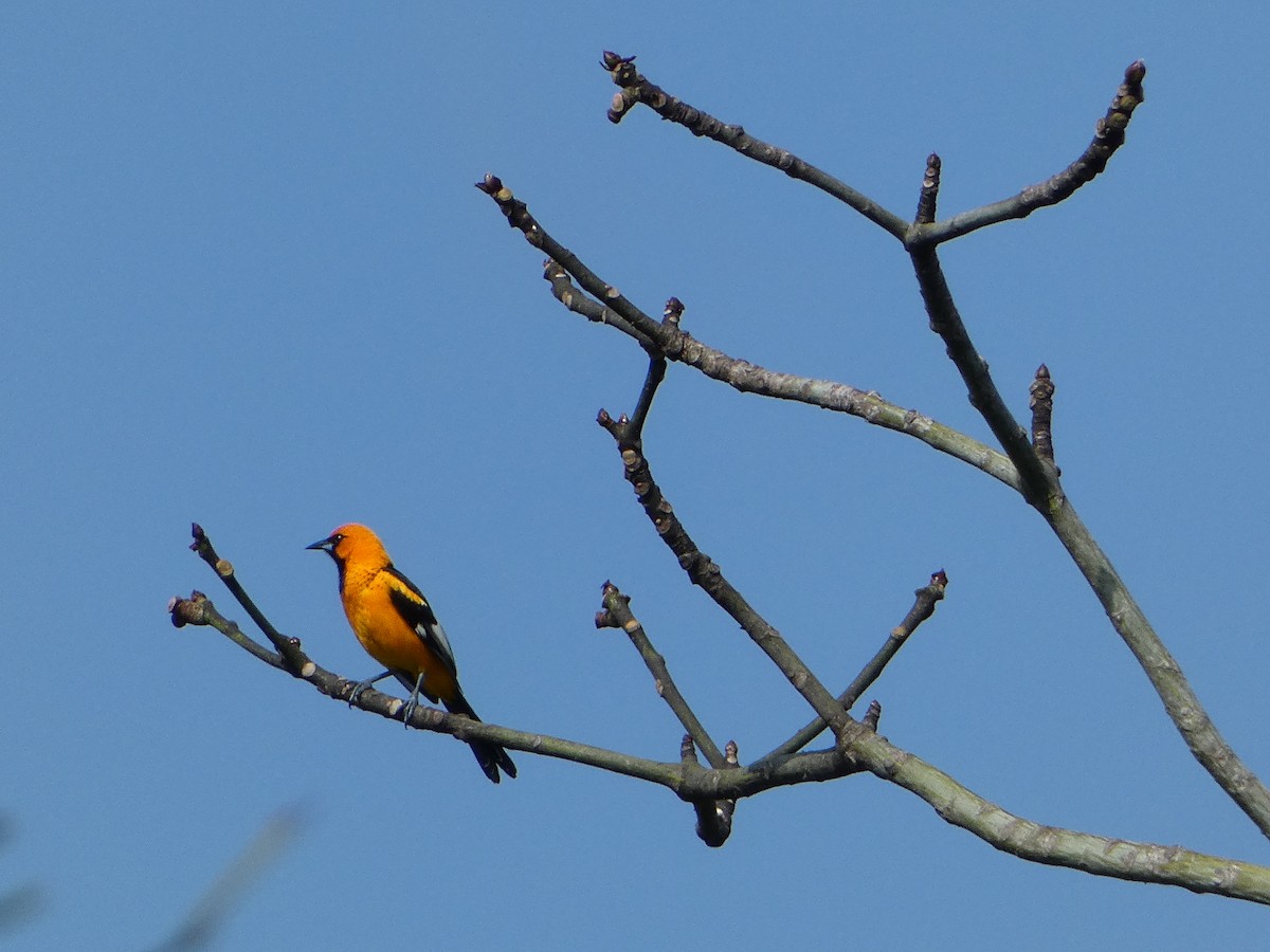 Spot-breasted Oriole - ML618532801