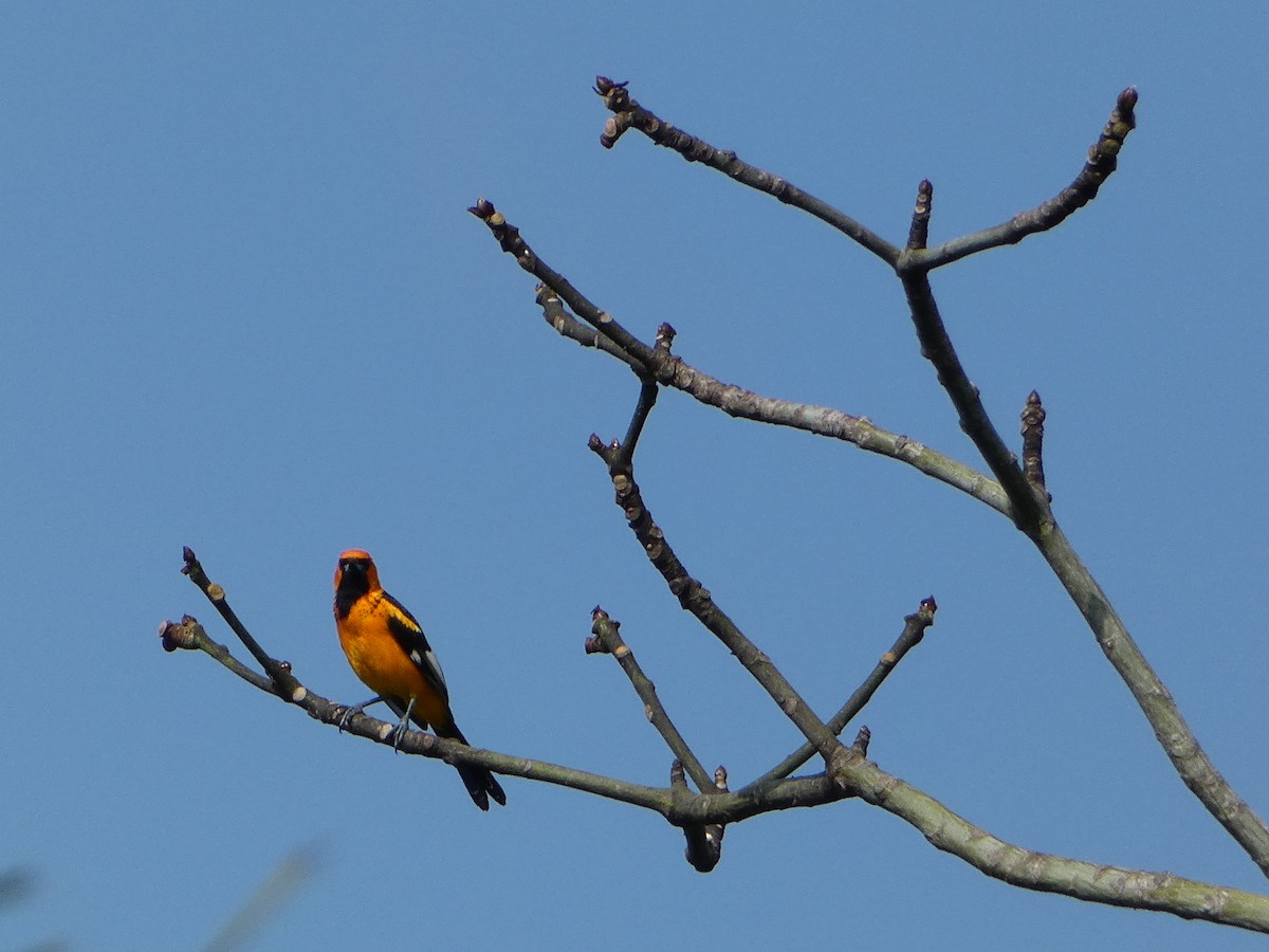 Spot-breasted Oriole - ML618532802