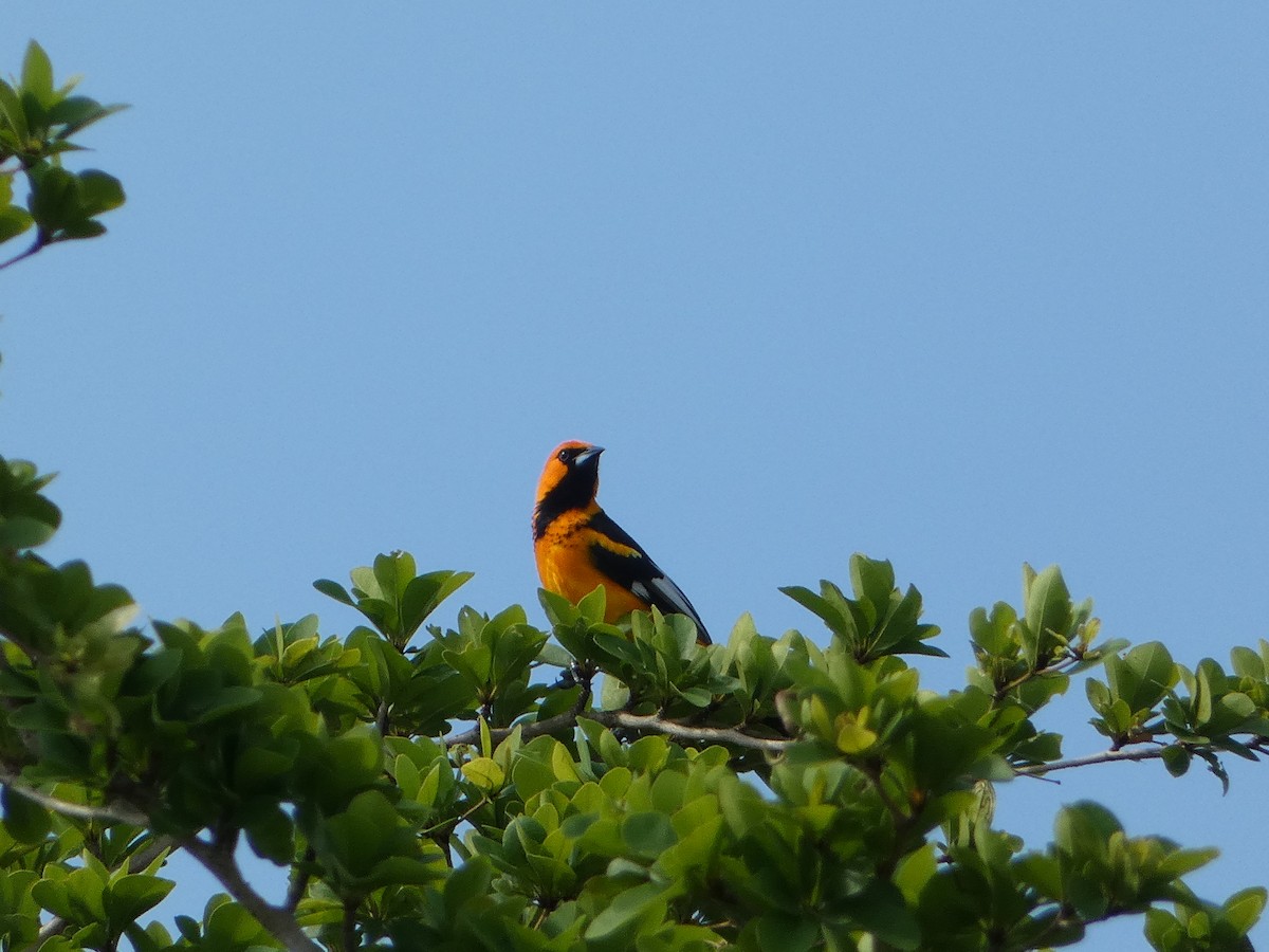 Spot-breasted Oriole - ML618532803