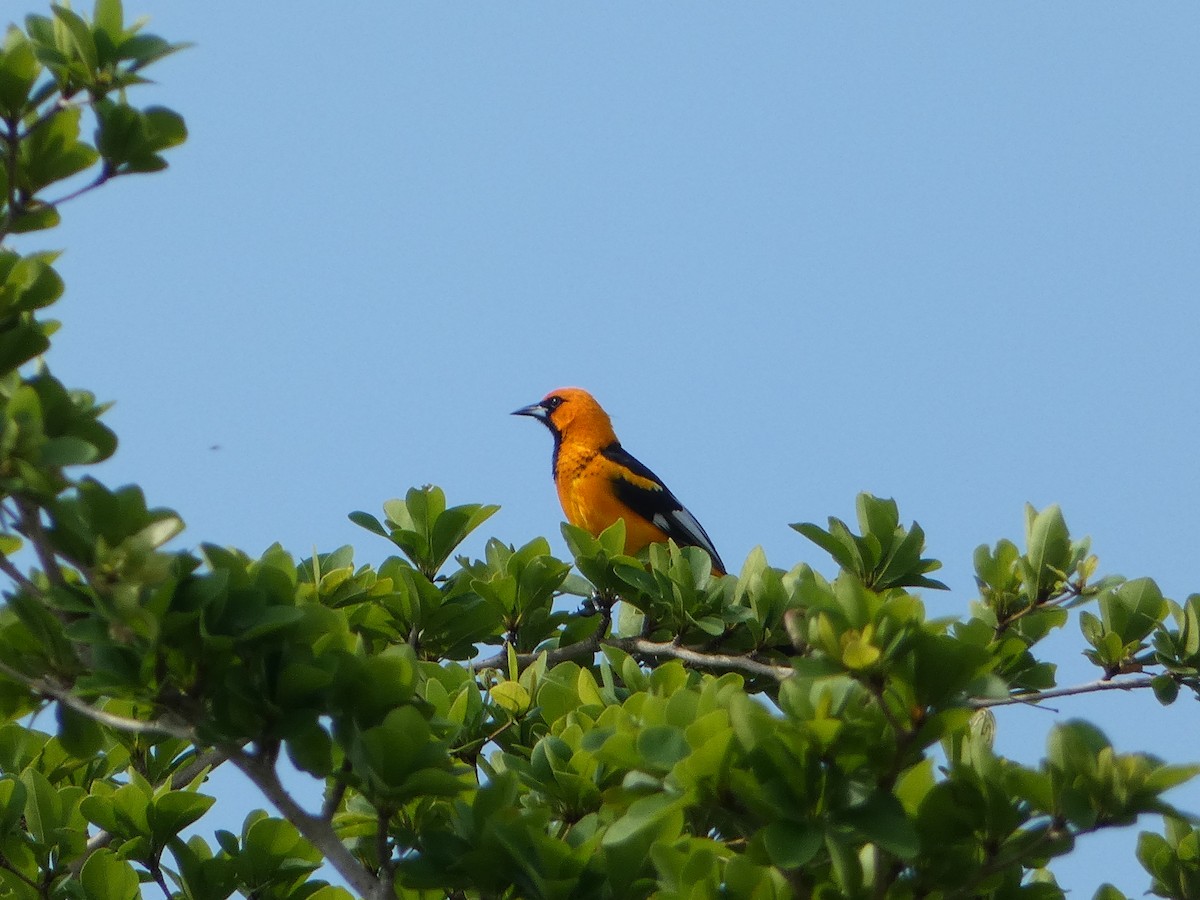 Spot-breasted Oriole - ML618532804