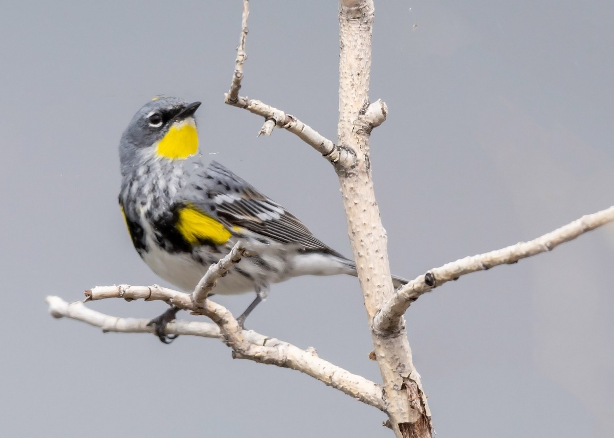 Yellow-rumped Warbler (Myrtle x Audubon's) - ML618532819