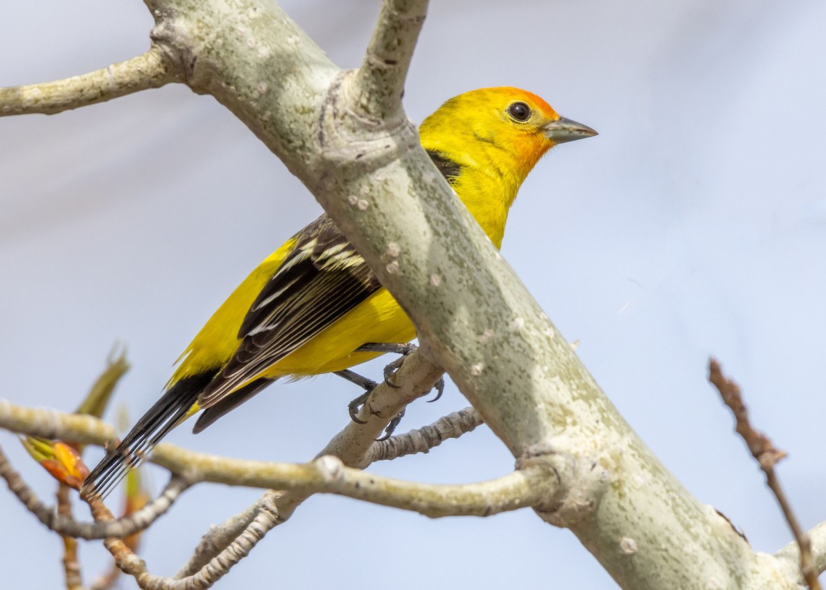 Western Tanager - ML618532833