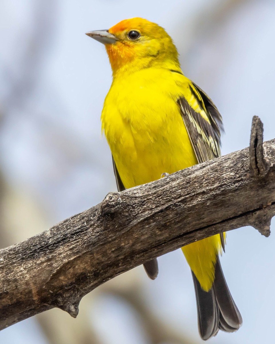 Western Tanager - ML618532834