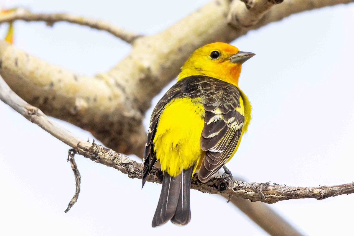 Western Tanager - ML618532835