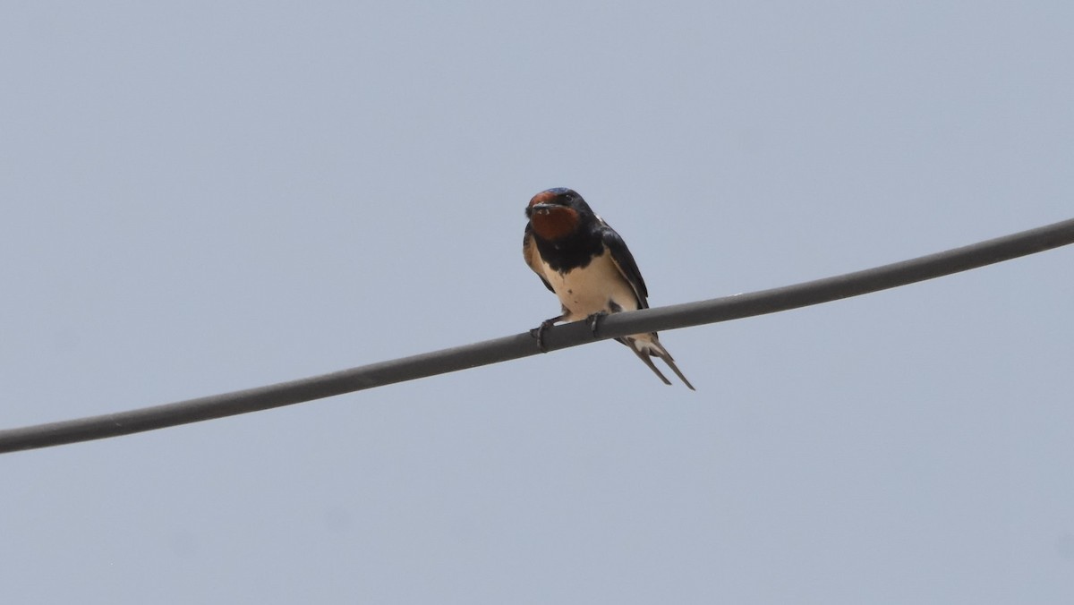 Barn Swallow (White-bellied) - ML618532848
