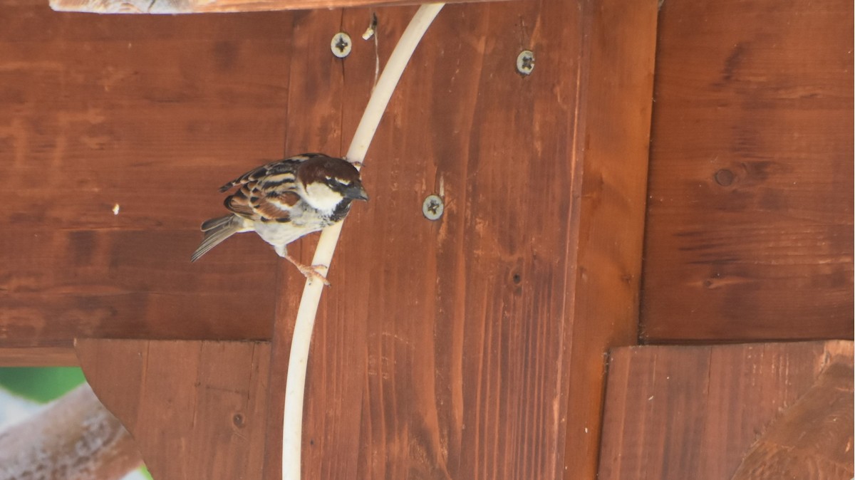 Italian Sparrow - ML618532856