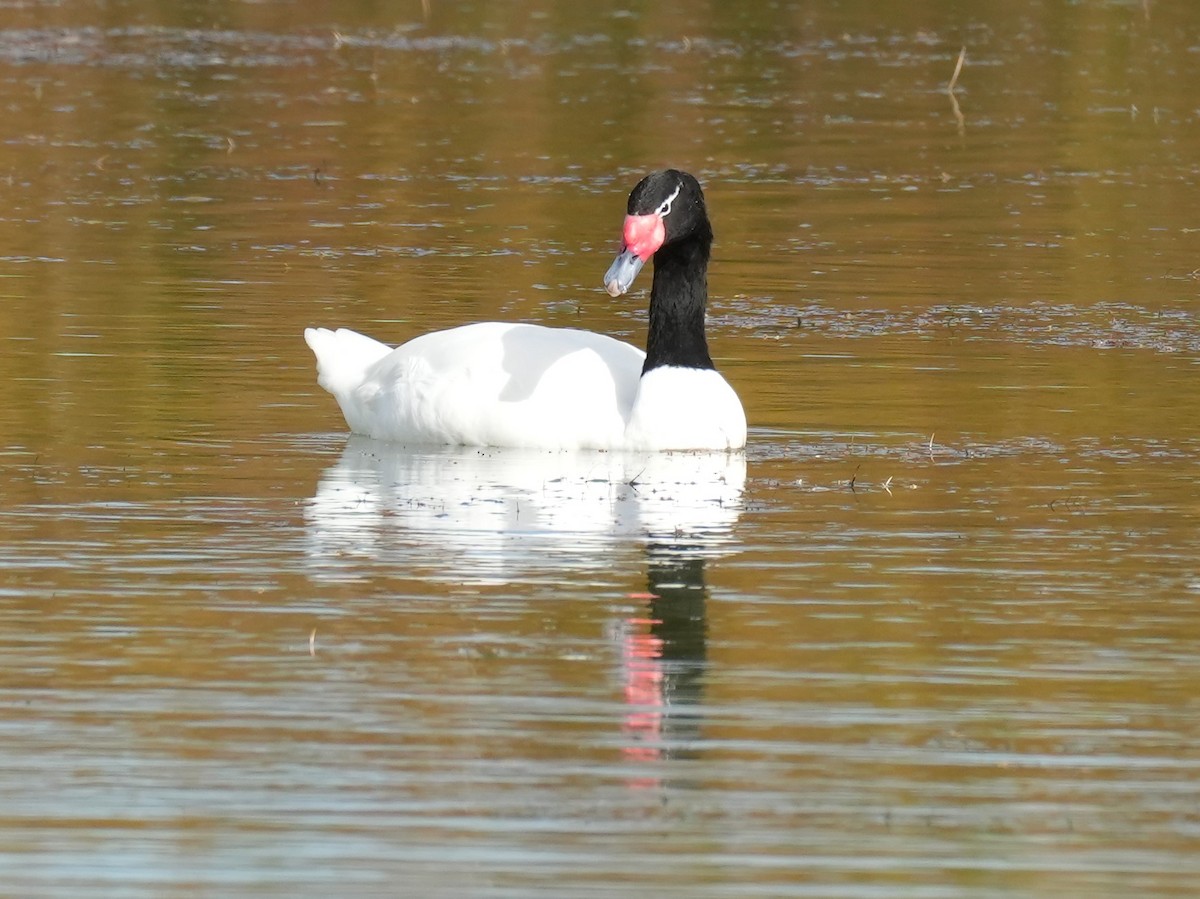 Black-necked Swan - ML618532877
