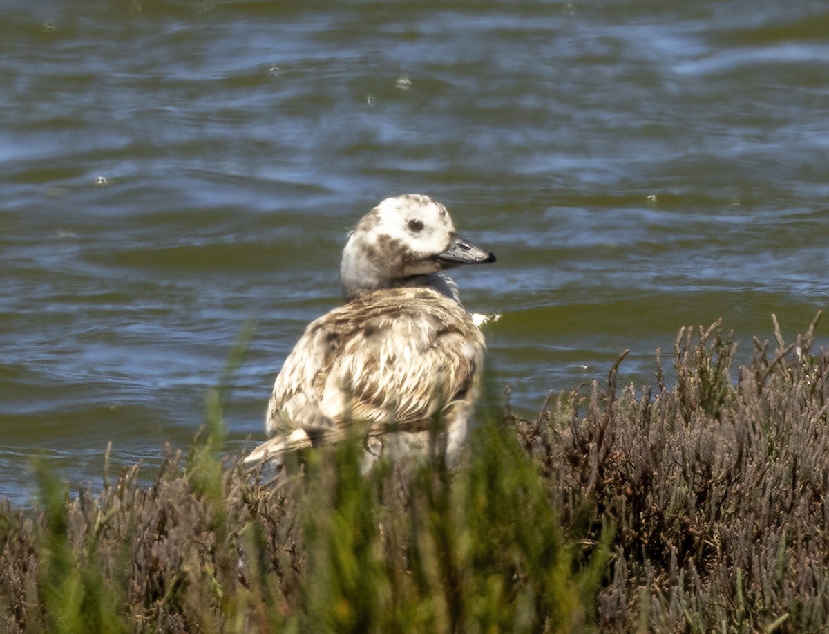 Long-tailed Duck - ML618532879