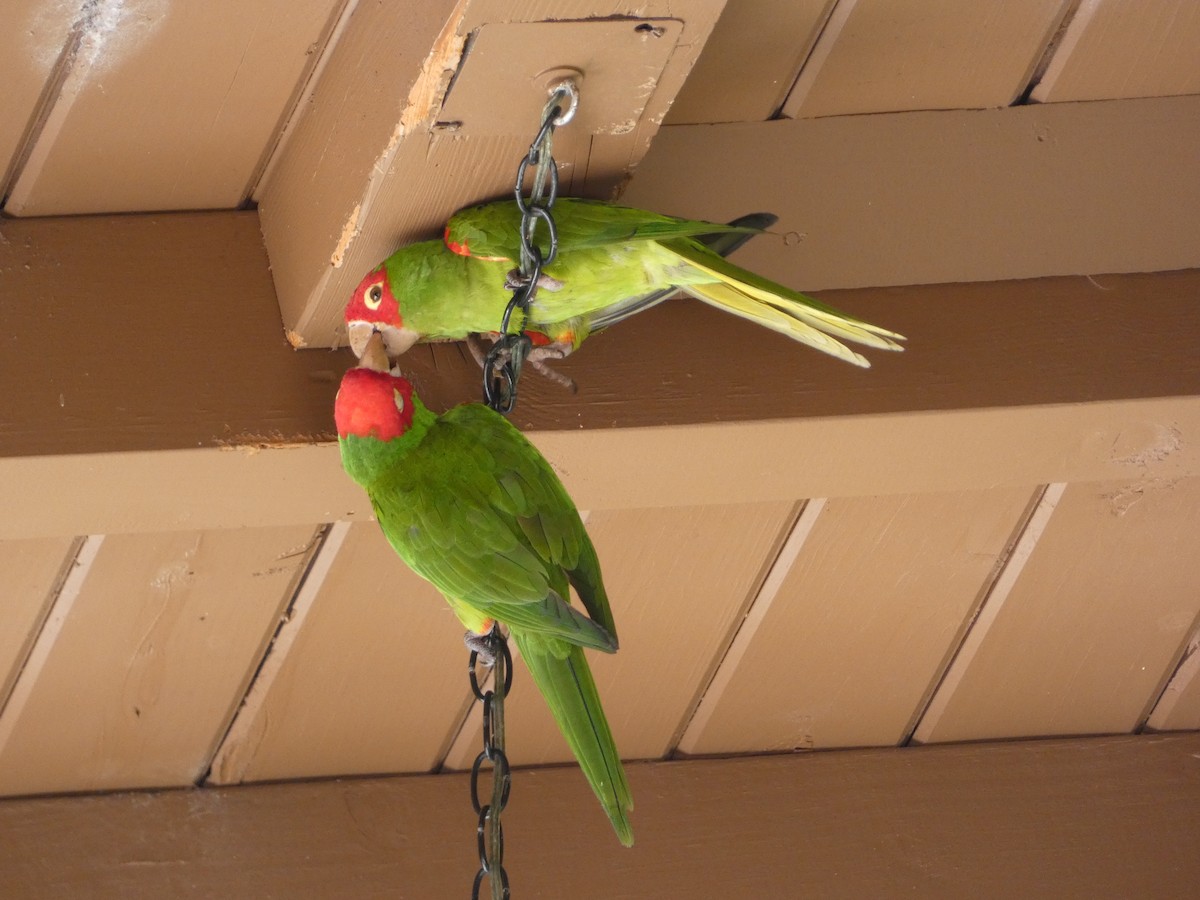 Guayaquil Papağanı - ML618532905