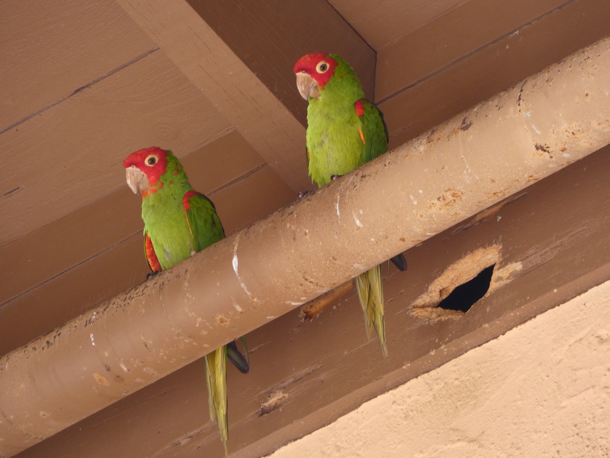 Guayaquil Papağanı - ML618532906