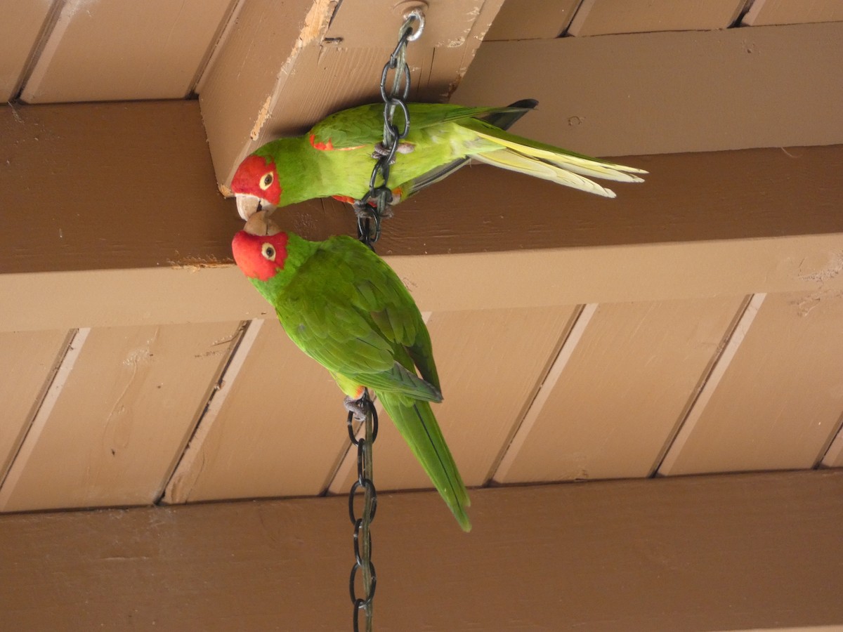 Red-masked Parakeet - ML618532907