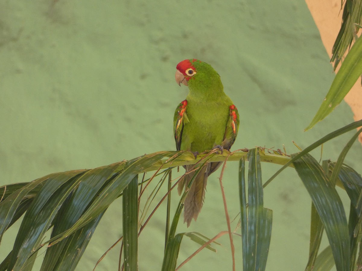 Red-masked Parakeet - ML618532908