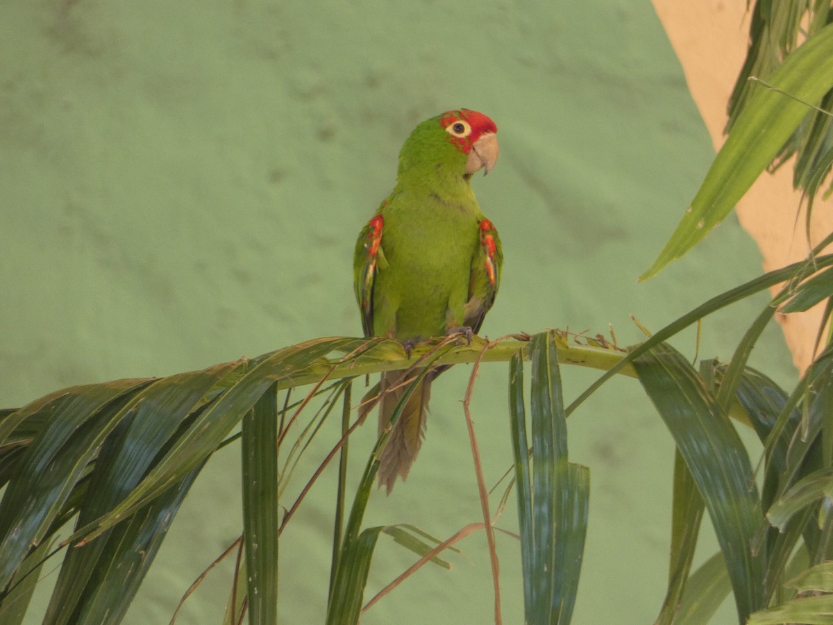 Guayaquil Papağanı - ML618532909