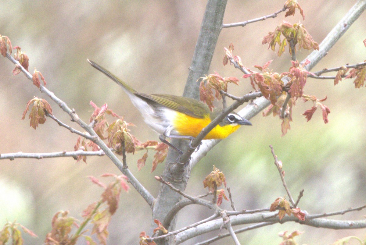 Yellow-breasted Chat - ML618532935