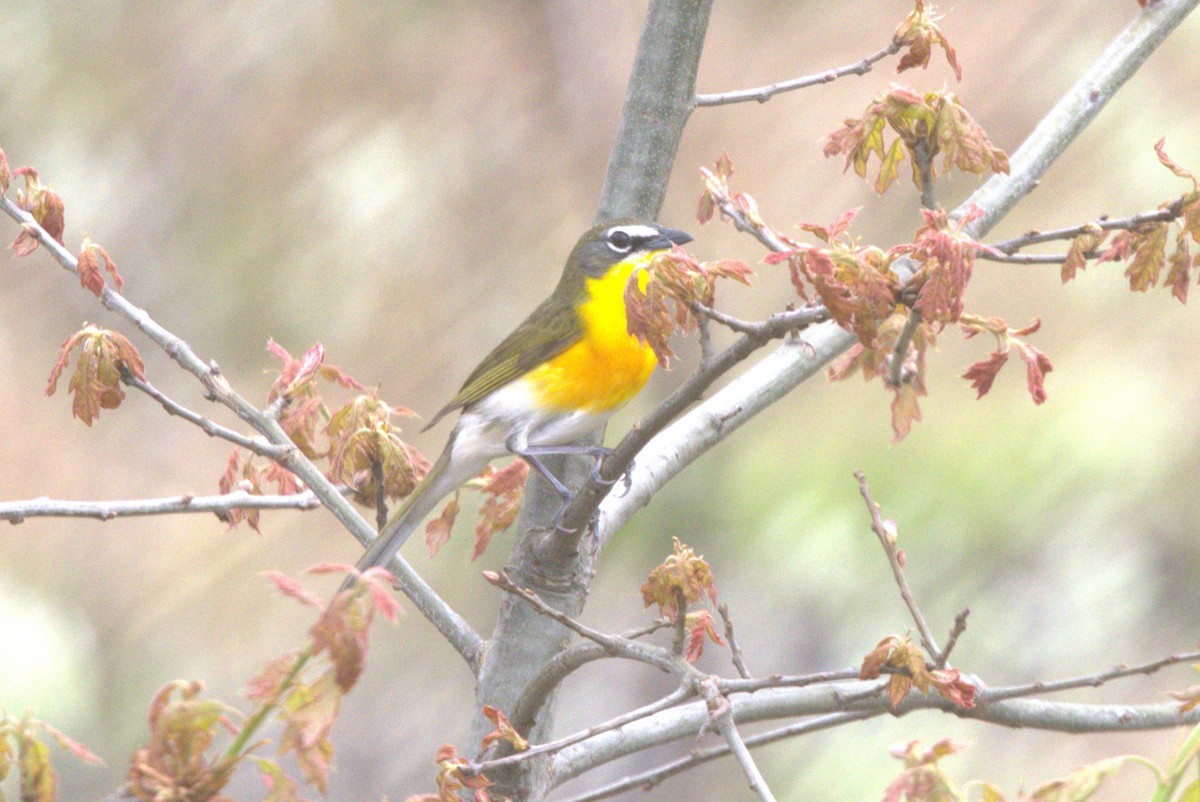Yellow-breasted Chat - ML618532936