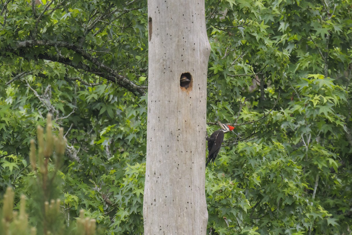 Pileated Woodpecker - ML618532955