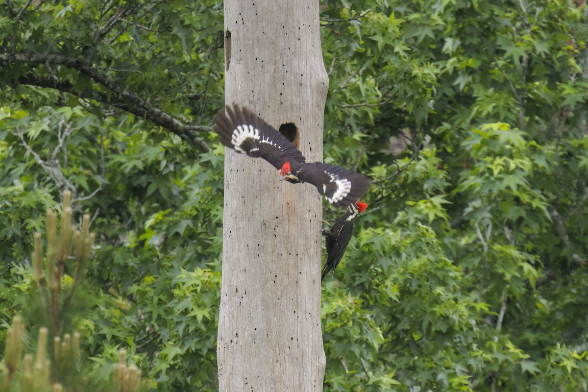 Pileated Woodpecker - ML618532963