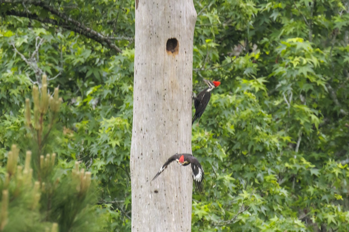 Pileated Woodpecker - ML618532966