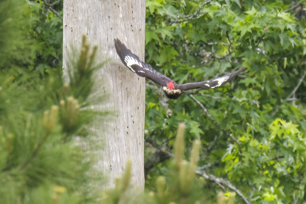 Pileated Woodpecker - ML618532967