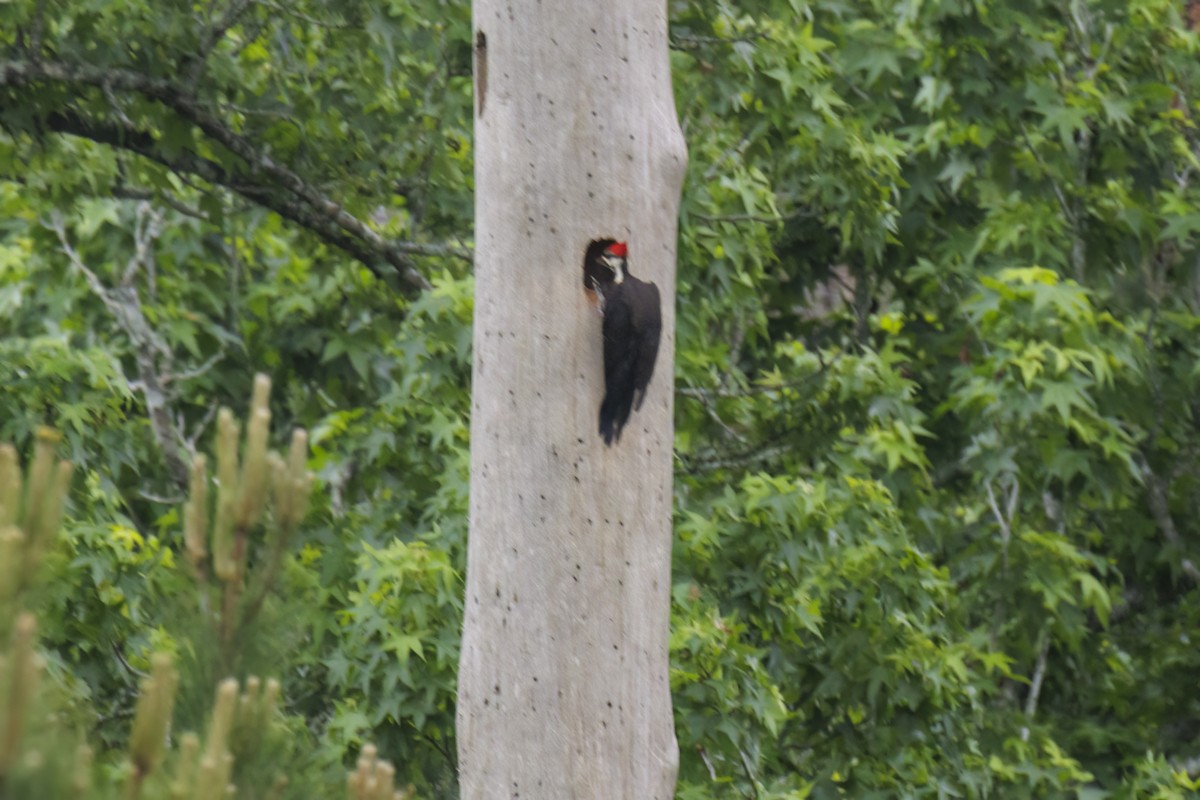 Pileated Woodpecker - Dennis Miller