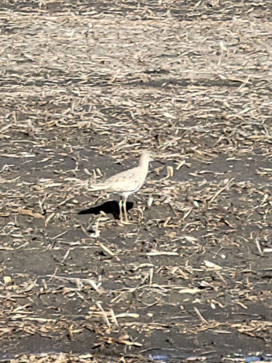eBird Checklist 5 May 2024 Owego Wetland Complex 27 species