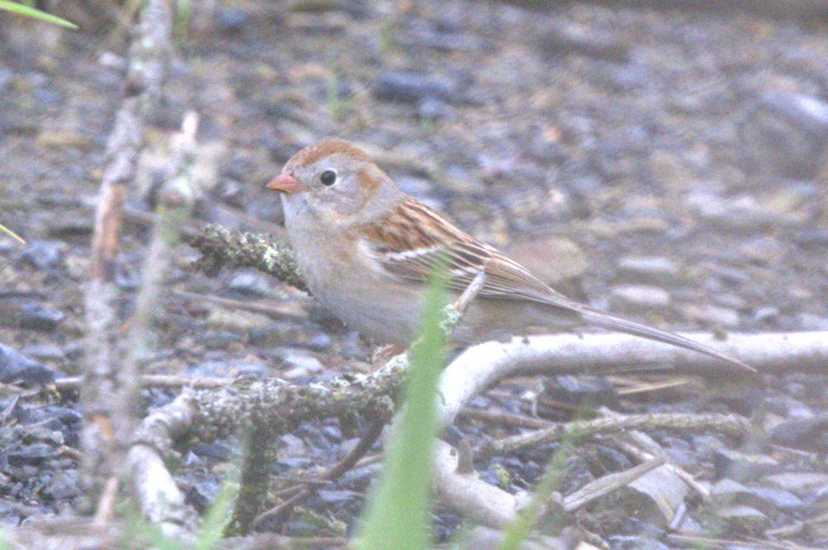 Field Sparrow - ML618533006