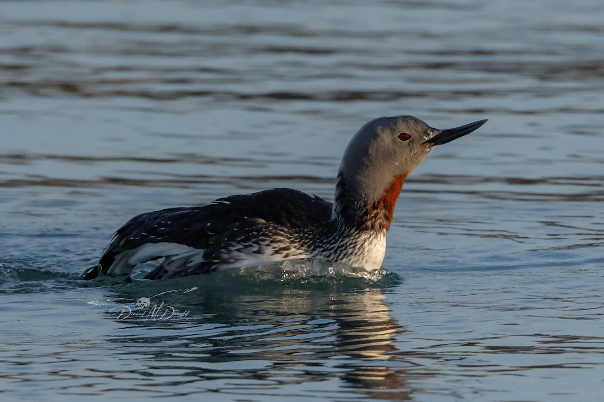 Red-throated Loon - ML618533026