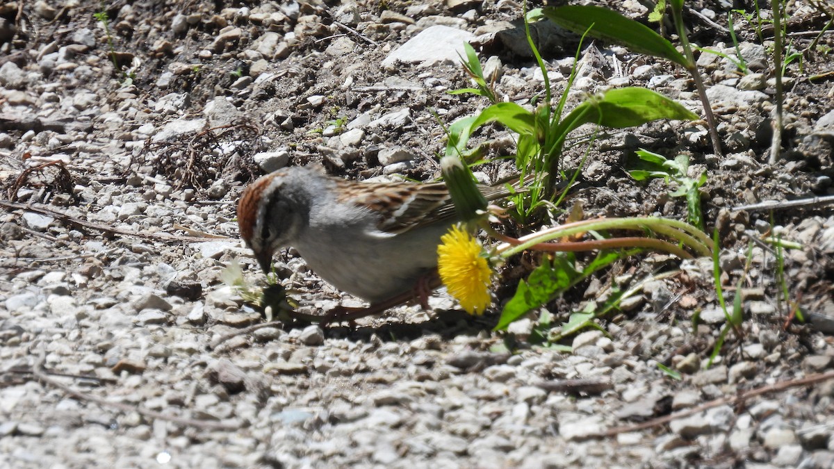 Chipping Sparrow - ML618533027