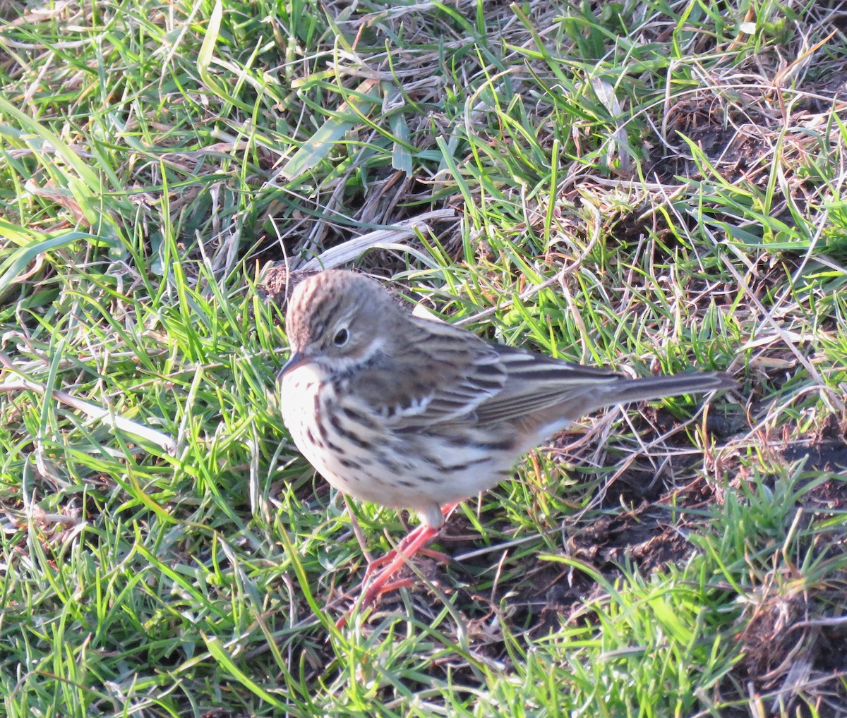 Meadow Pipit - ML618533056