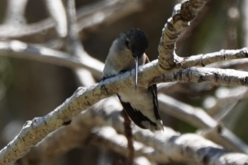 Black-chinned Hummingbird - ML618533067
