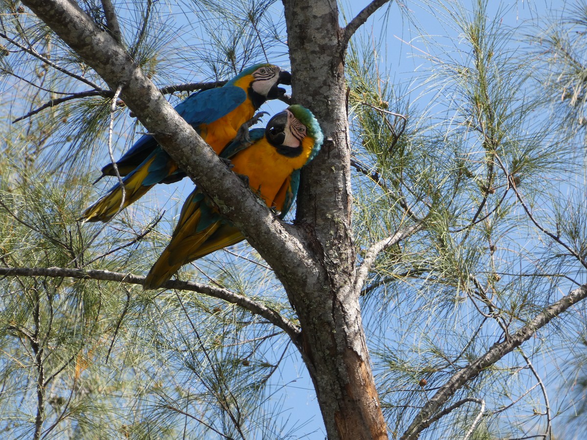 Blue-and-yellow Macaw - ML618533080