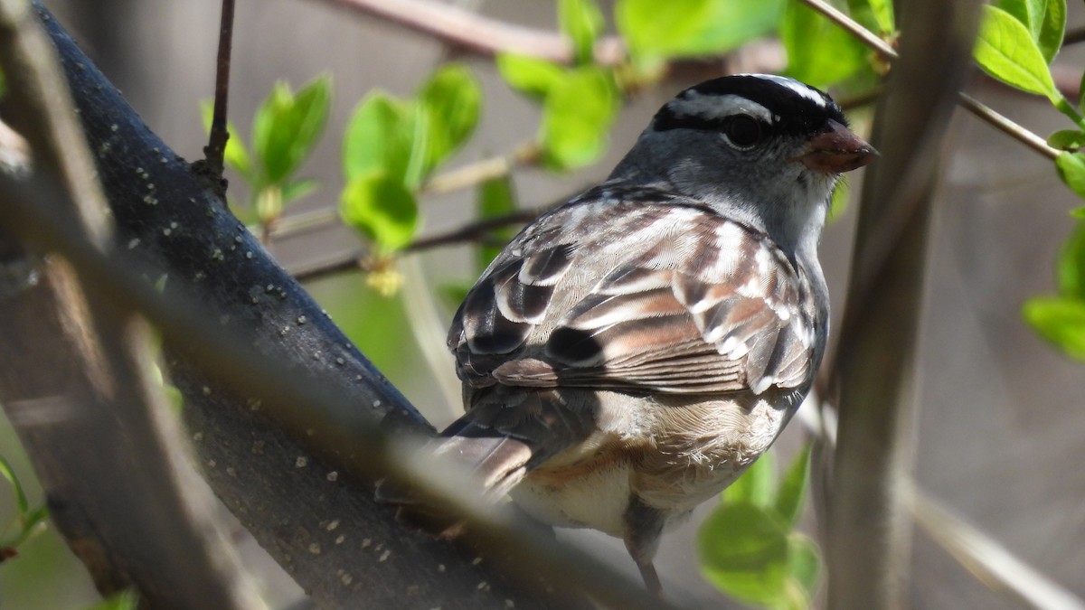 White-crowned Sparrow - ML618533094