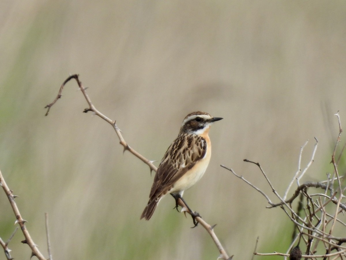 Whinchat - Vaughan Lister