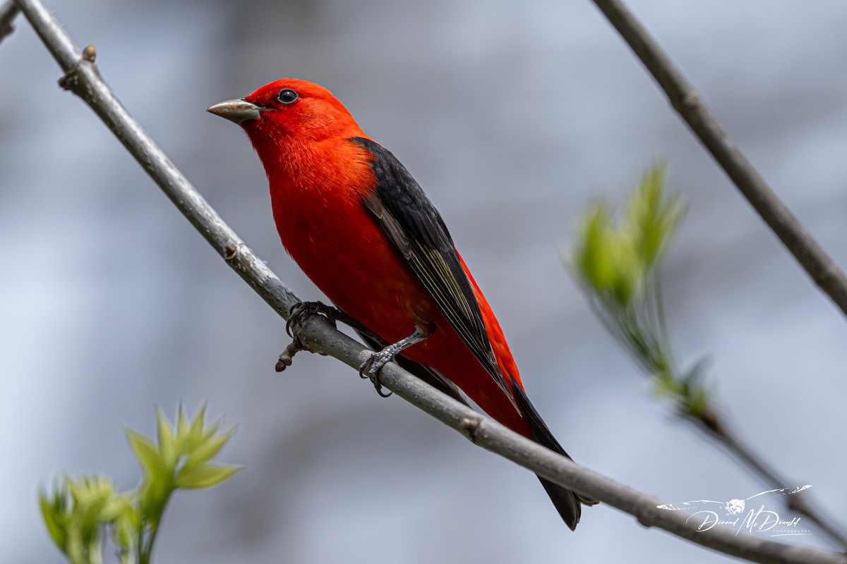 Scarlet Tanager - ML618533106