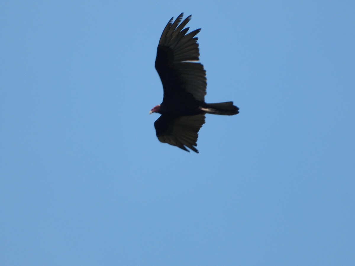 Lesser Yellow-headed Vulture - ML618533125
