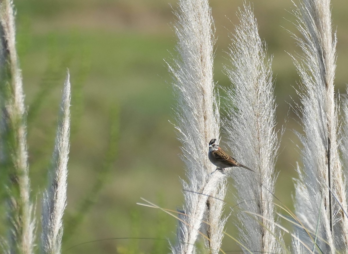 Rufous-collared Sparrow - ML618533132
