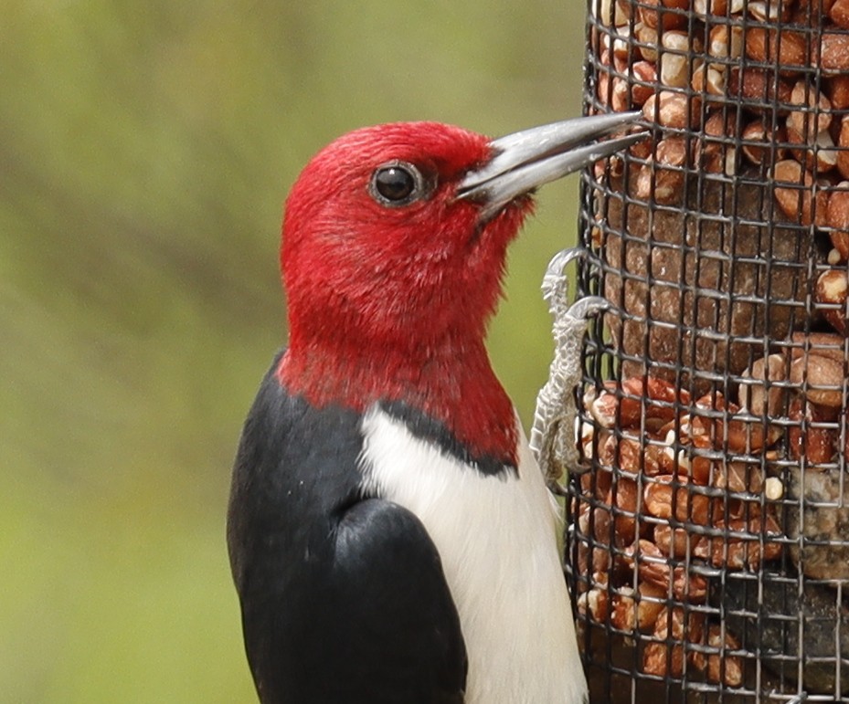 Red-headed Woodpecker - Eric B
