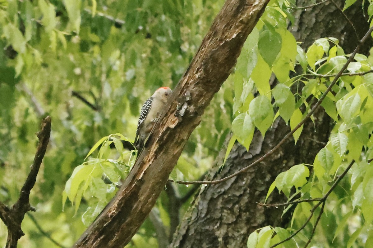 Red-bellied Woodpecker - ML618533163