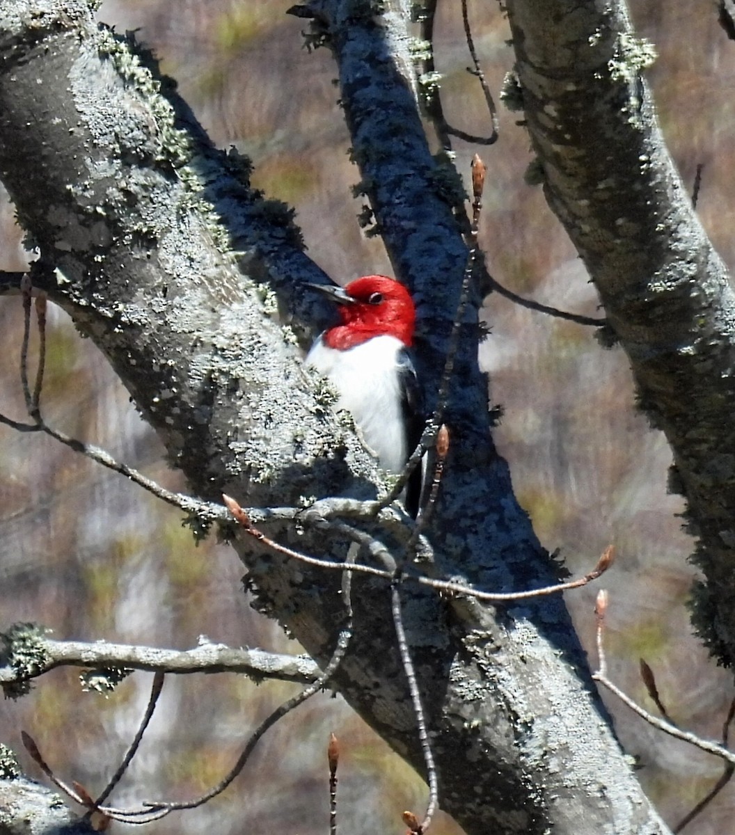 Red-headed Woodpecker - Melody Walsh