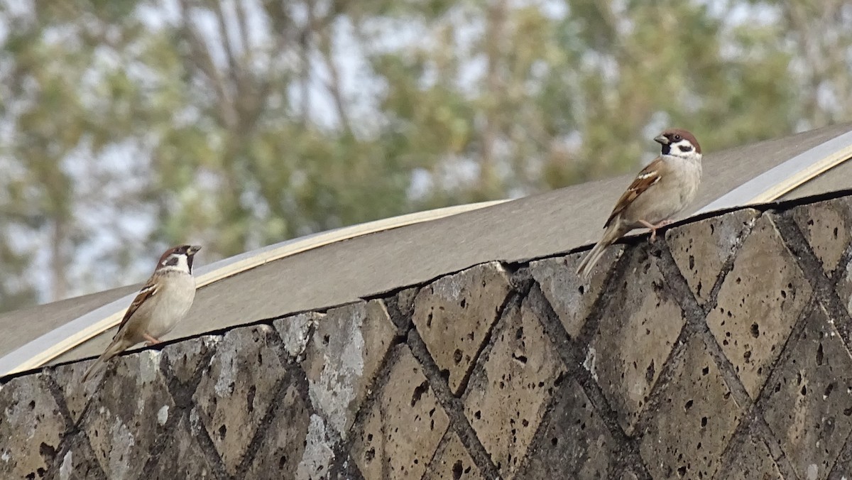 Eurasian Tree Sparrow - ML618533185