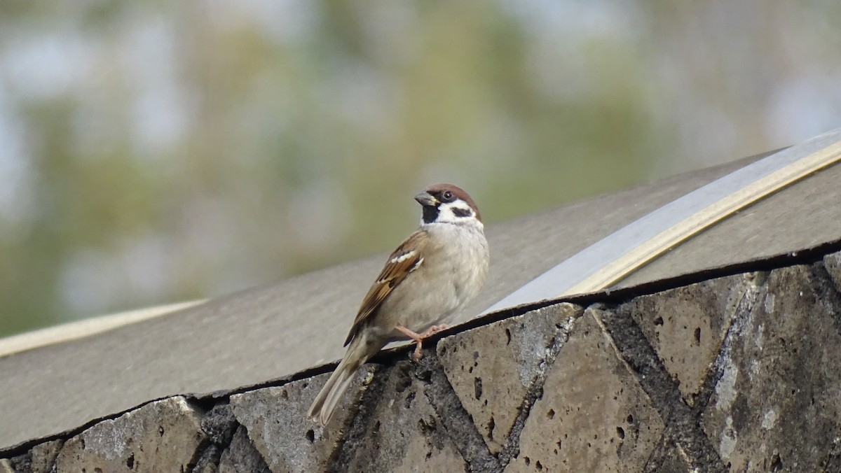Eurasian Tree Sparrow - Hoatzin Aname