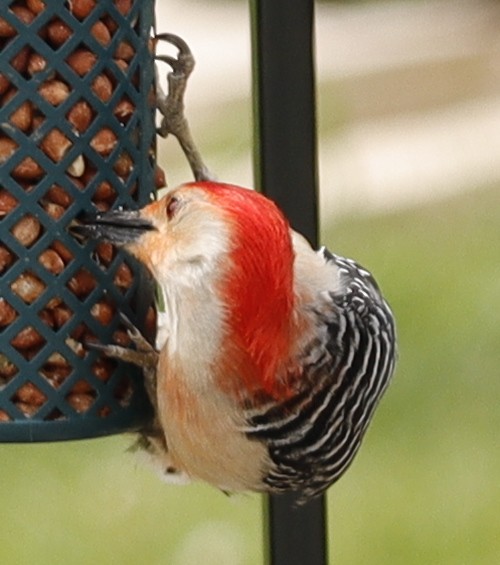 Red-bellied Woodpecker - ML618533209