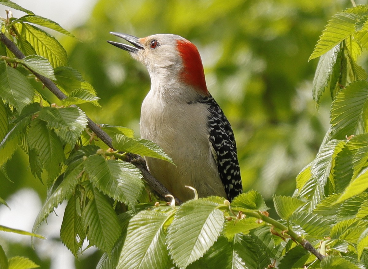 Red-bellied Woodpecker - ML618533210