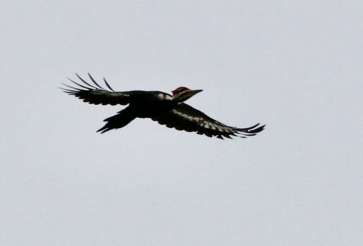 Pileated Woodpecker - ML618533211